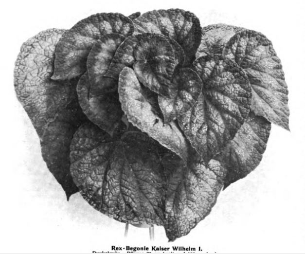 B. ‘Kaiser Wilhelm’